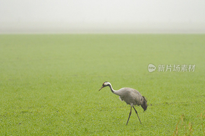 在迁徙季节的普通鹤(Grus Grus)